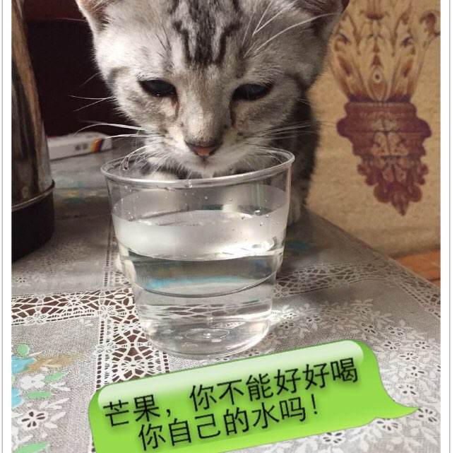 贷款承诺函模板/图片